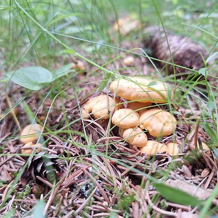 Naturpark Bauernhof Sperl Mariahof Exterior foto