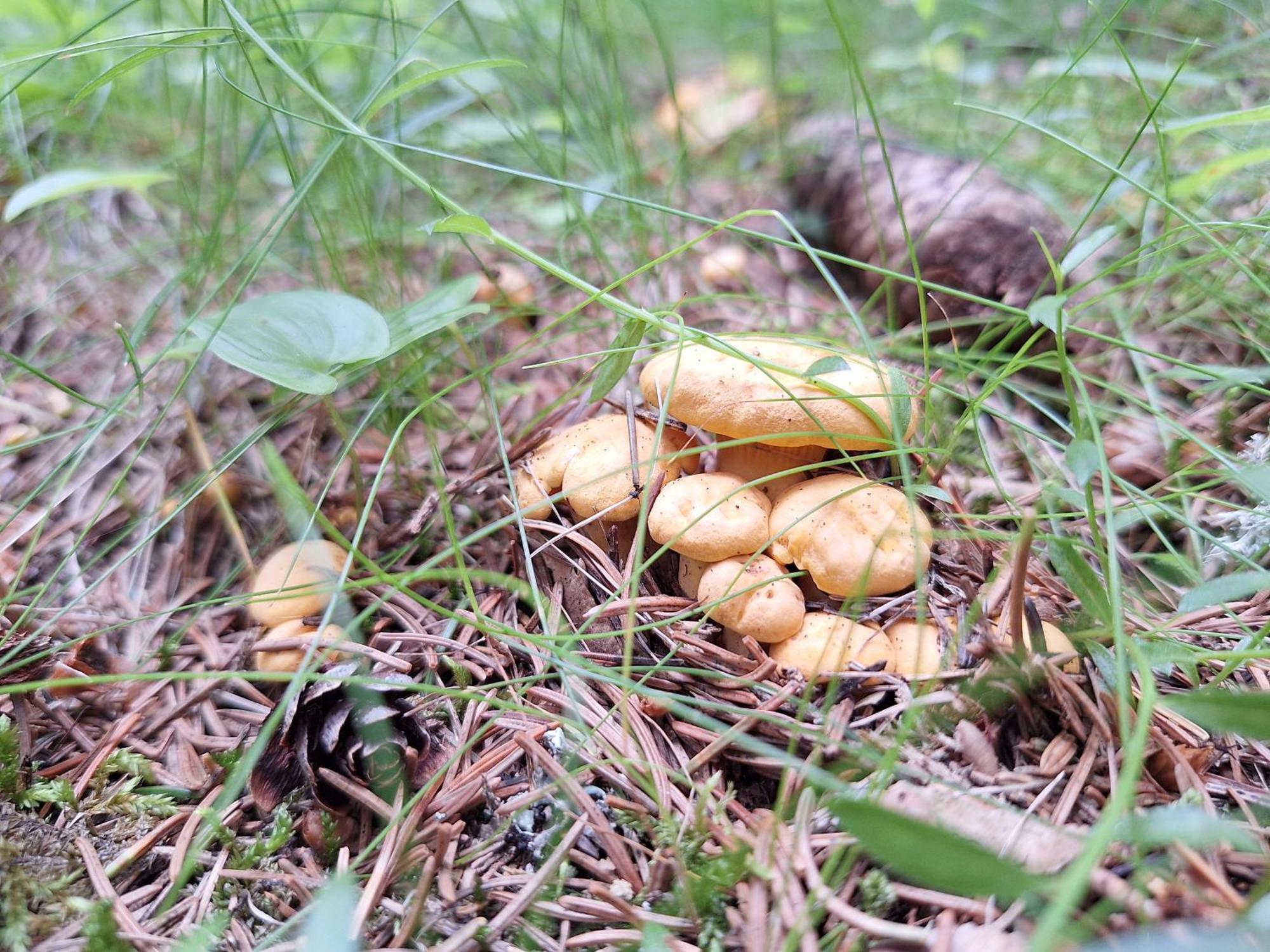Naturpark Bauernhof Sperl Mariahof Exterior foto